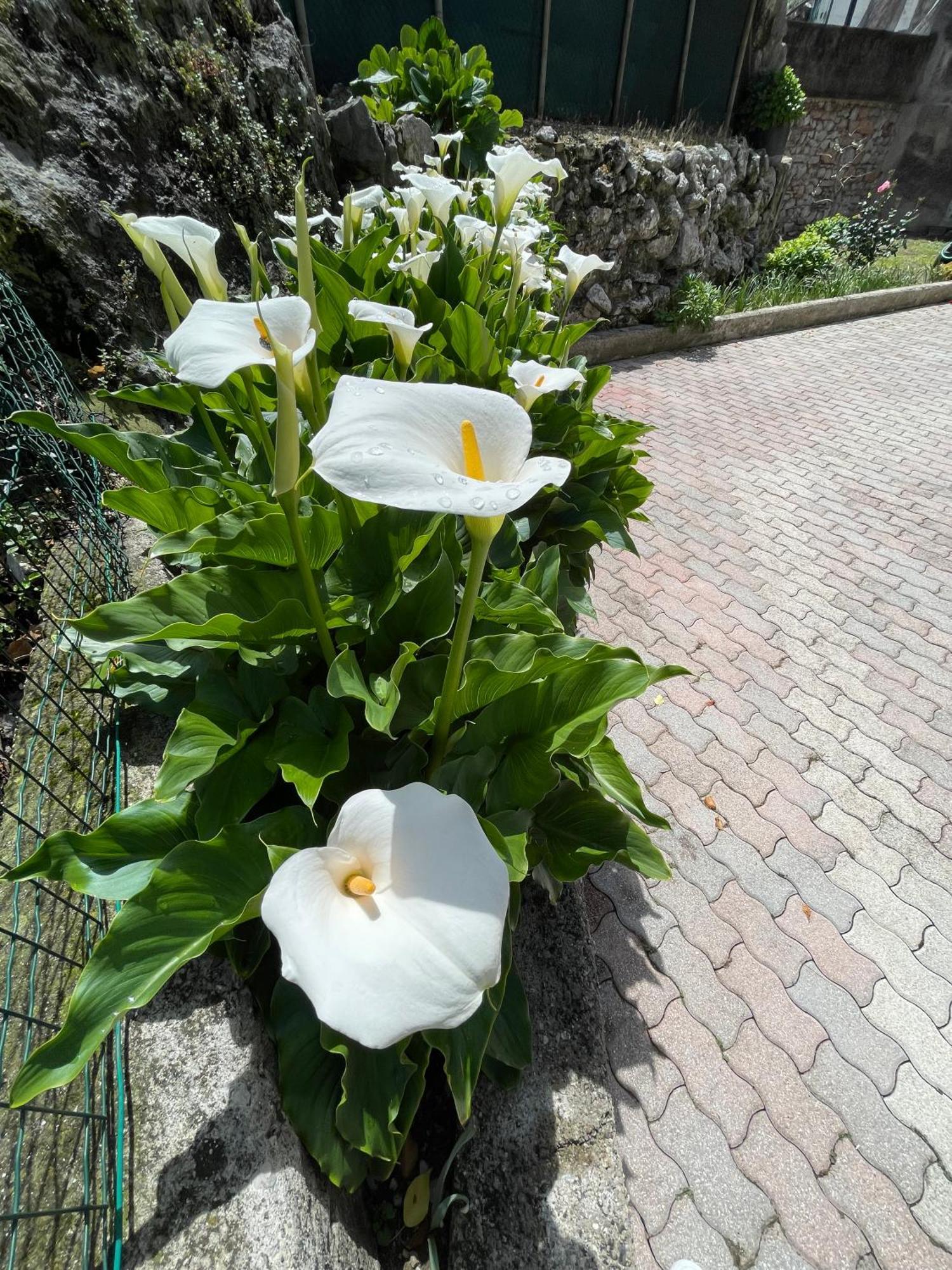 Le Calle Holiday Apartments Torbole Sul Garda Ngoại thất bức ảnh